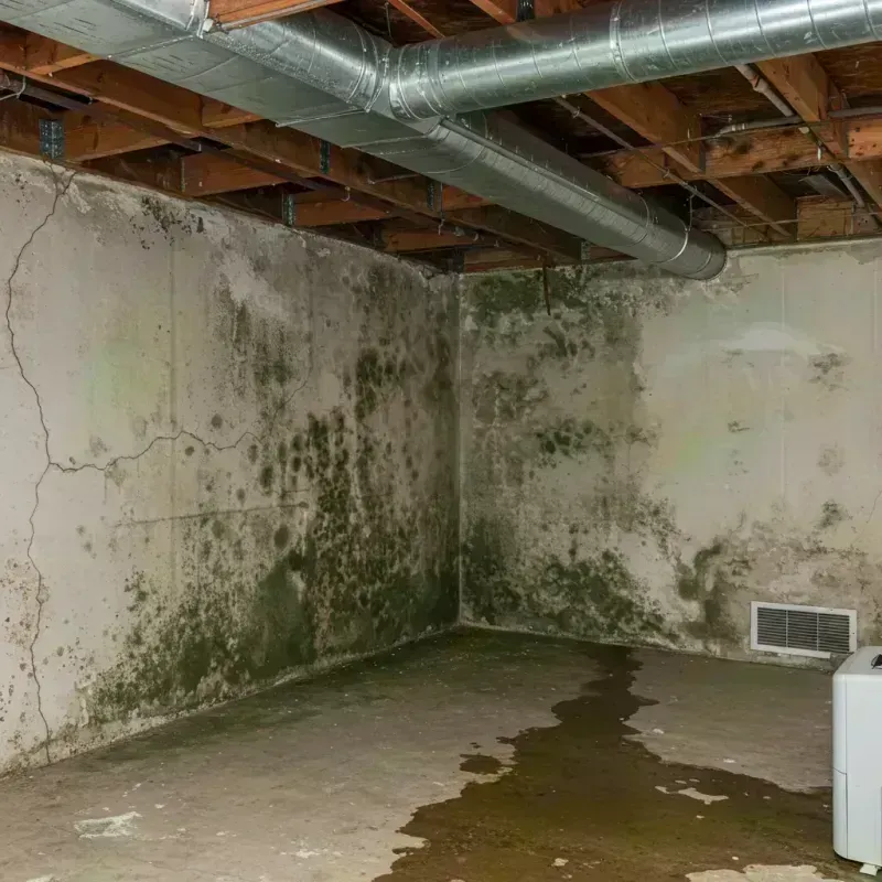 Professional Mold Removal in Northwoods, MO